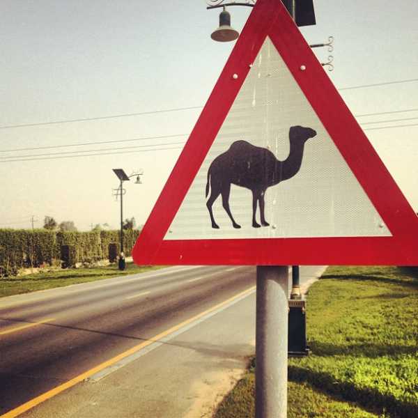 Дорожные знаки с животными